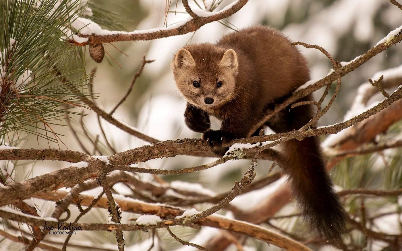 A pine marten in the wild